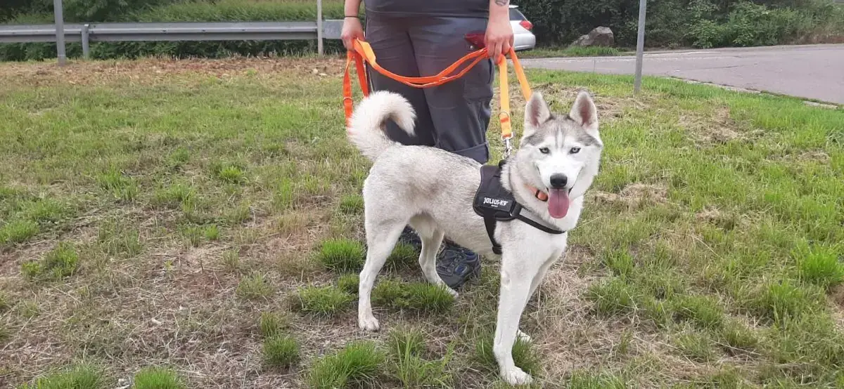 Ice - Siberian Husky - Bild 10
