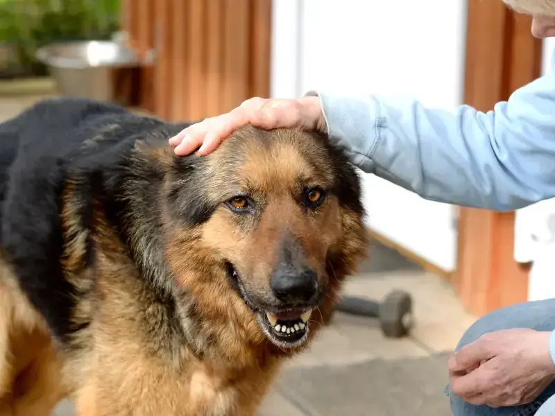 Dex - Deutscher Schäferhund - Bild 4