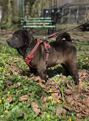 Momo – Shar-Pei – Bild 5