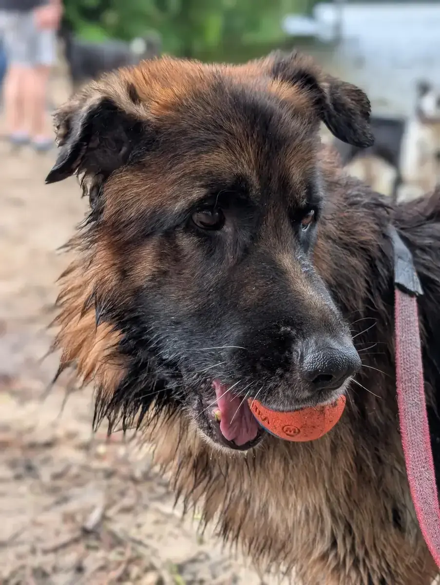 Taiga - Deutscher Schäferhund - Bild 3