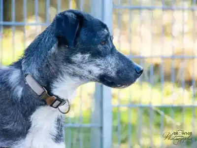 Jessi – Hund – Bild 5