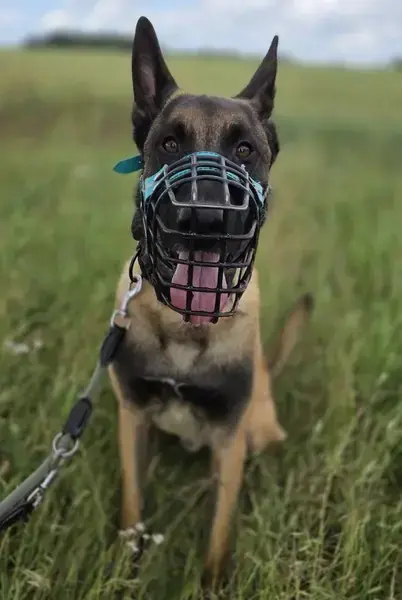Kong -  - Bild 3