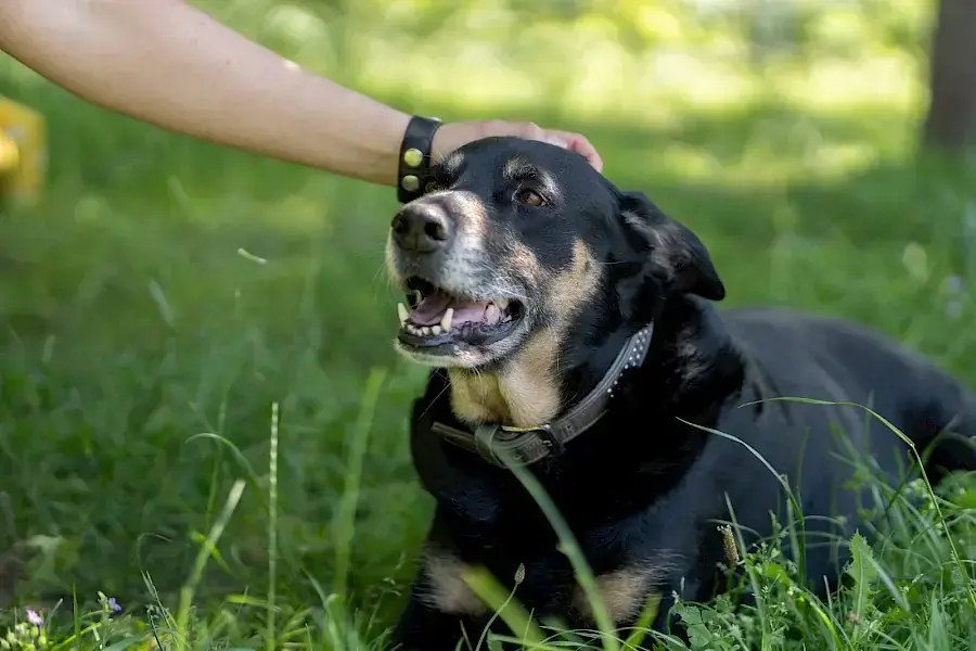 Shila -  - Bild 14