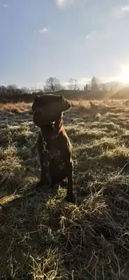 Bonnie – Cane Corso Italiano – Bild 13