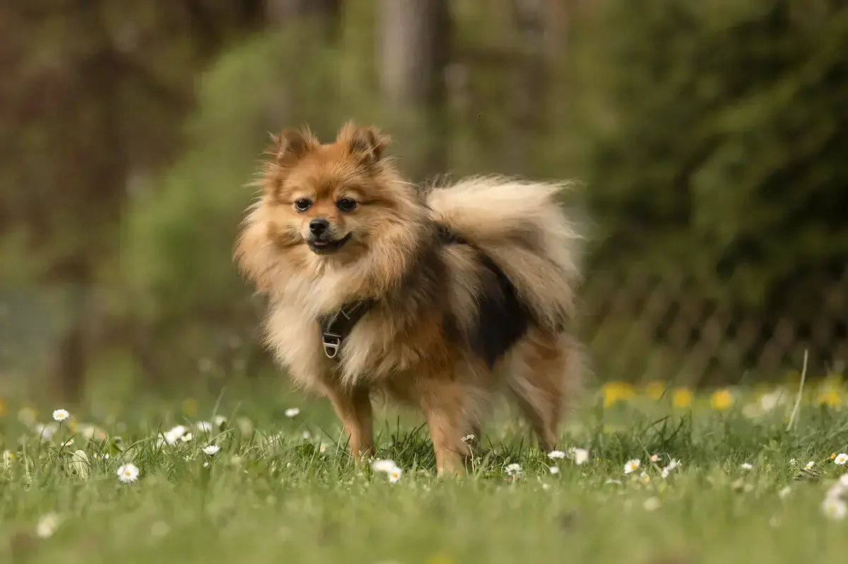 Ronja -  - Bild 3