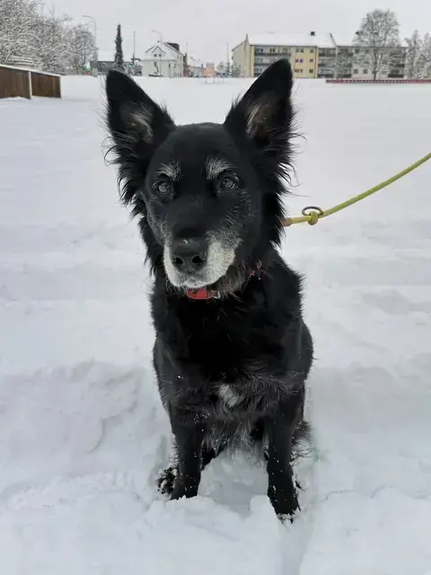 Hund Raja