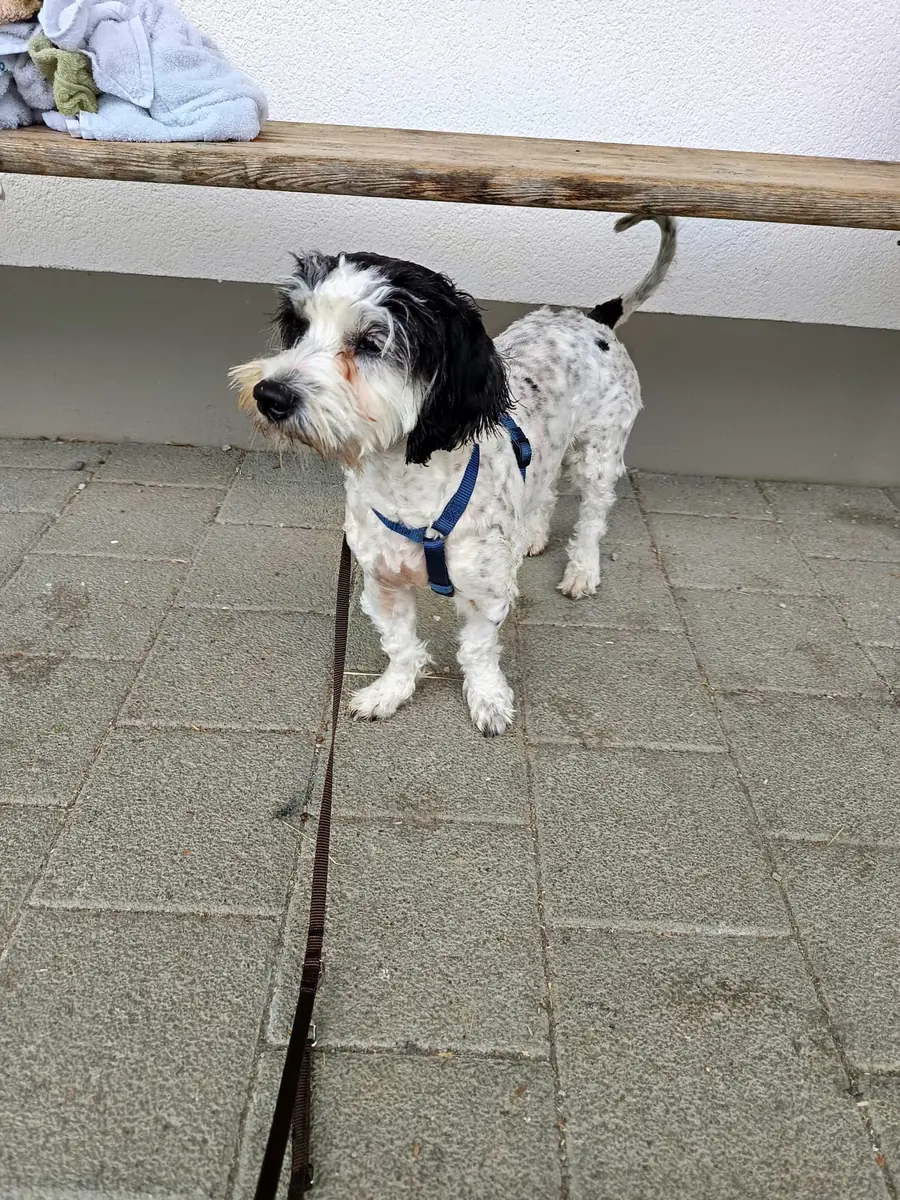 Nala - Havaneser - Bild 1