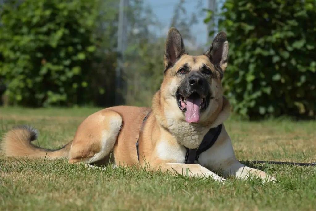 Buddy - Deutscher Schäferhund, Kangal-Hirtenhund, Zentralasiatischer Owtscharka, Do Khyi - Bild 2