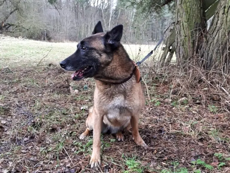 Tina II -  - Bild 4