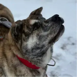 Hachiko -  - Bild 1