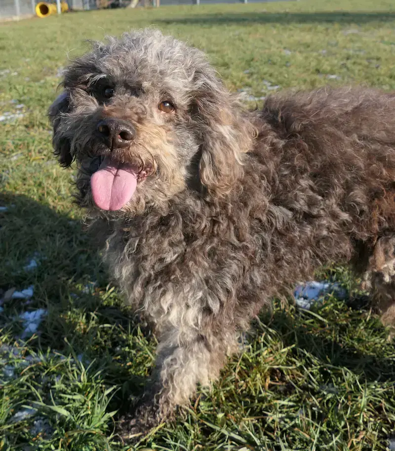 Henry – Lagotto Romagnolo – Bild 2