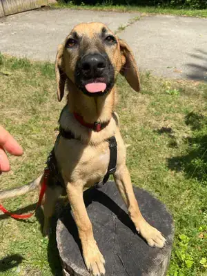 Labrador Retriever-Mix Flash