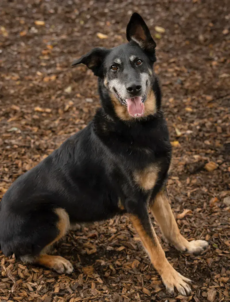 Clementine - Deutscher Schäferhund - Bild 3