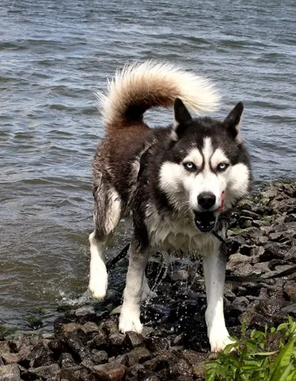 Flash - Siberian Husky - Bild 3