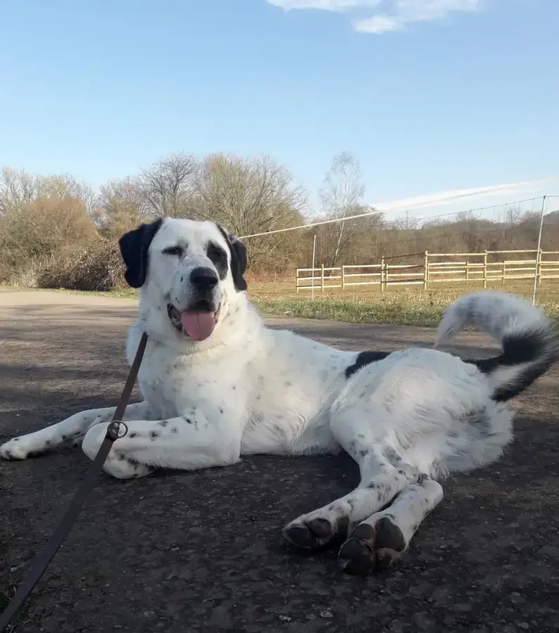 Balou - Zentralasiatischer Owtscharka - Bild 10