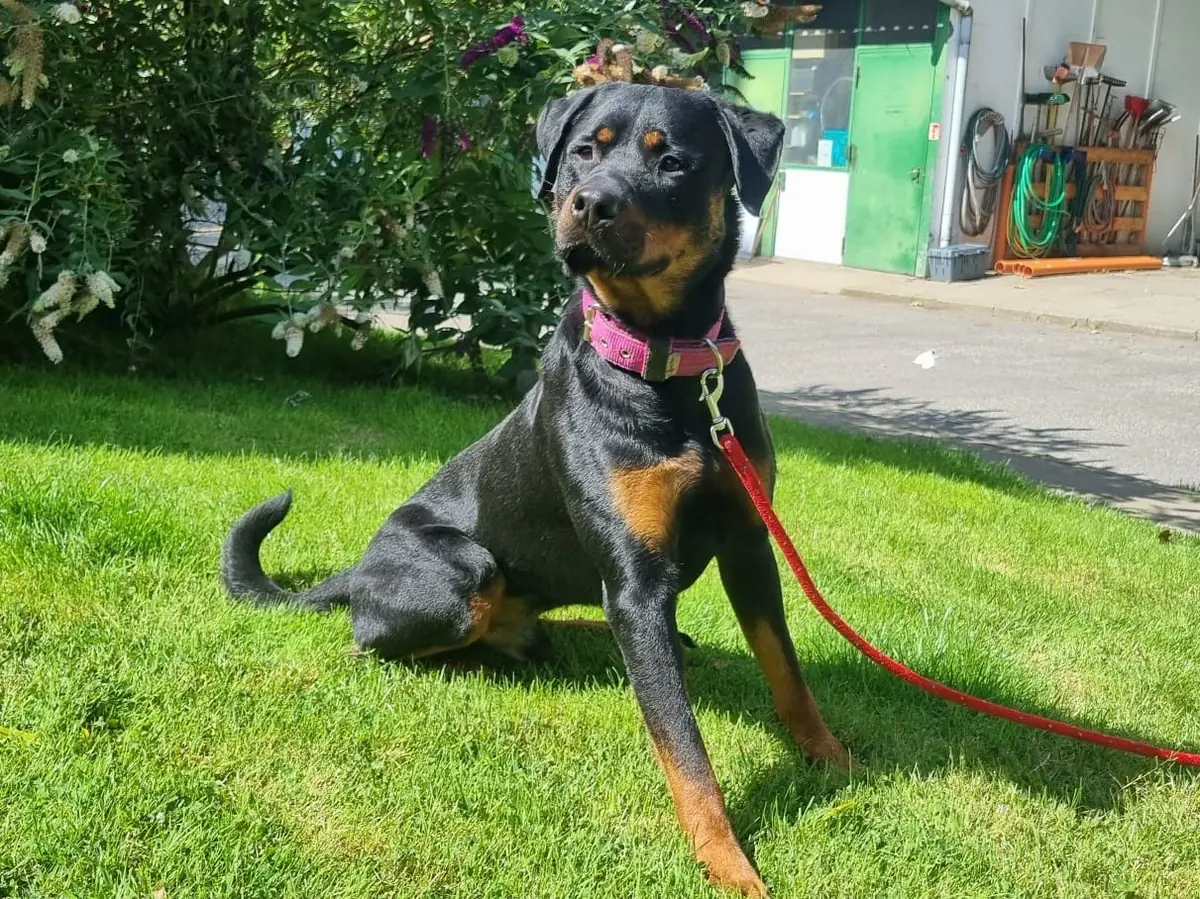 Erwin - Rottweiler - Bild 1