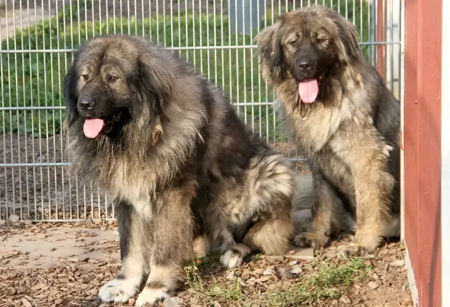 Chico - Kaukasischer Owtscharka - Bild 2