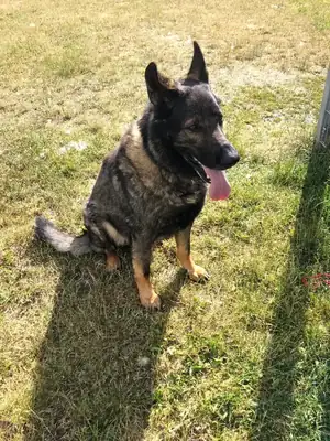 Ricco – Deutscher Schäferhund – Bild 6
