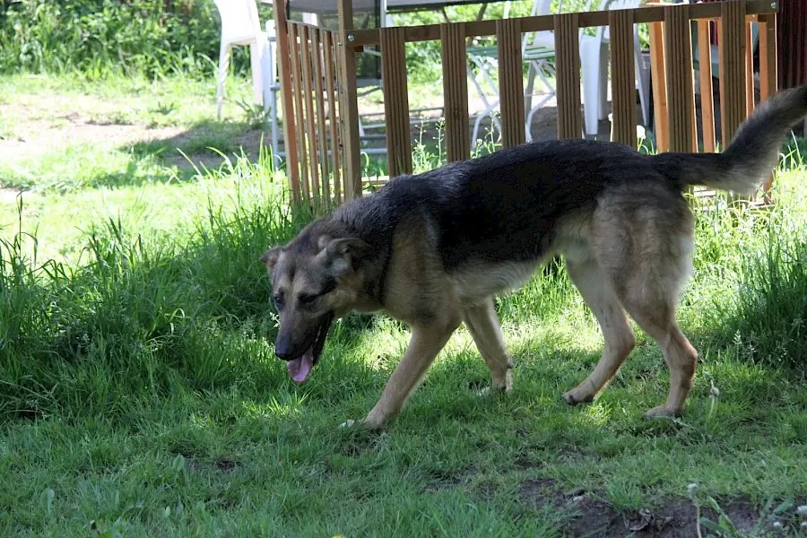 Billy - Deutscher Schäferhund - Bild 6