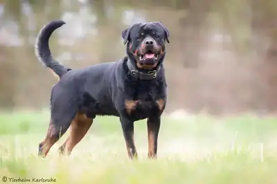 Pasa – Rottweiler – Bild 2