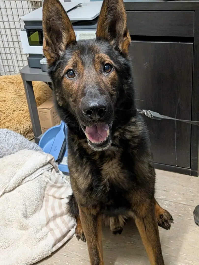 Corey - Deutscher Schäferhund - Bild 4