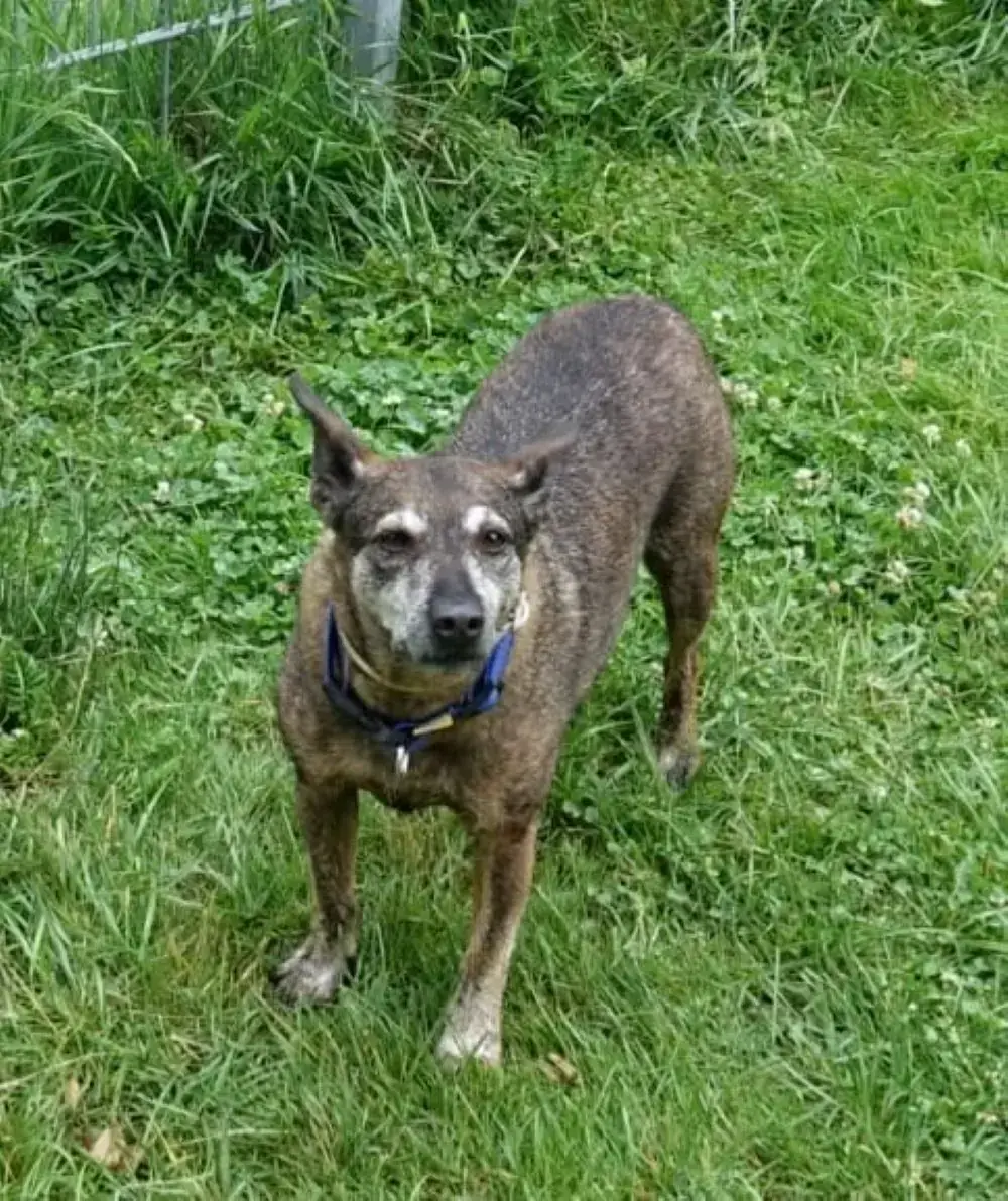 Podenco Canario-Mix Paula