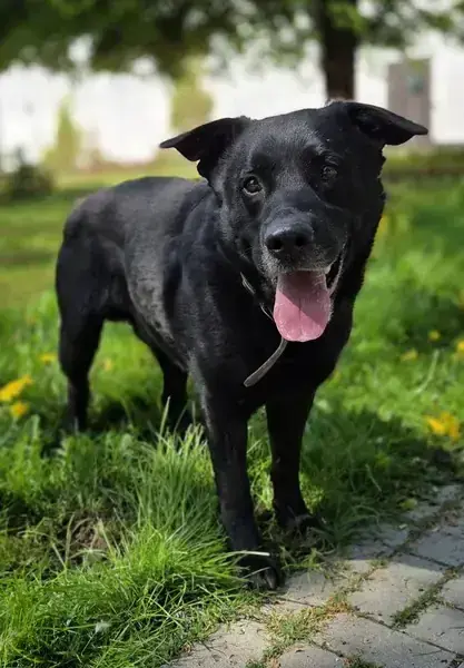 Hund Carlo