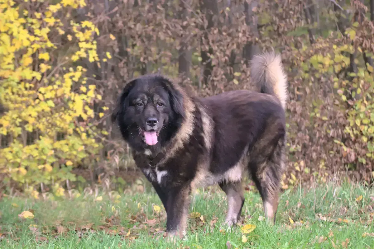 Goliath – Leonberger – Bild 2