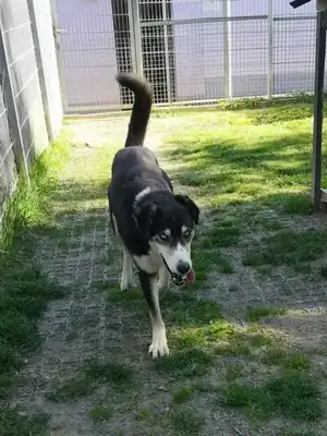 Dorie – Hund – Bild 4