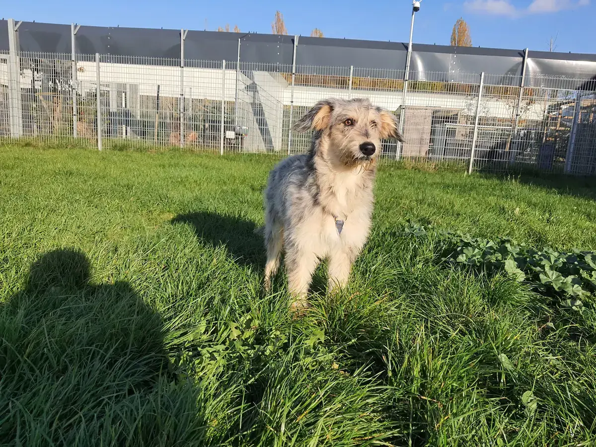 Max - Australian Shepherd - Bild 2