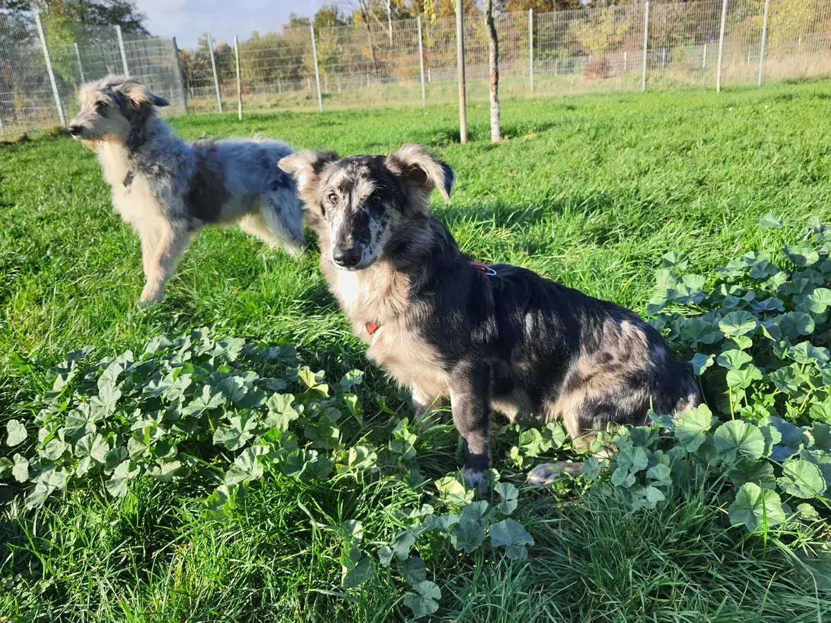 Max - Australian Shepherd - Bild 3