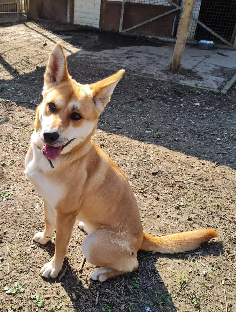 Yuma - Akita - Bild 2