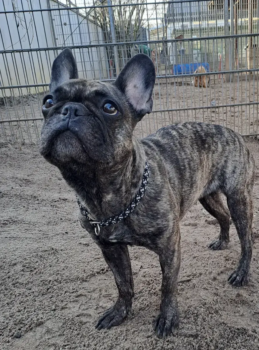 Caja - Französische Bulldogge - Bild 3