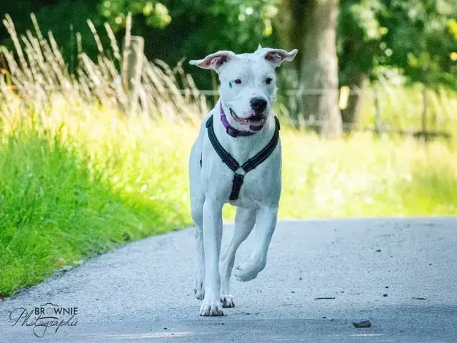 Bonny - Dogo Argentino - Bild 5