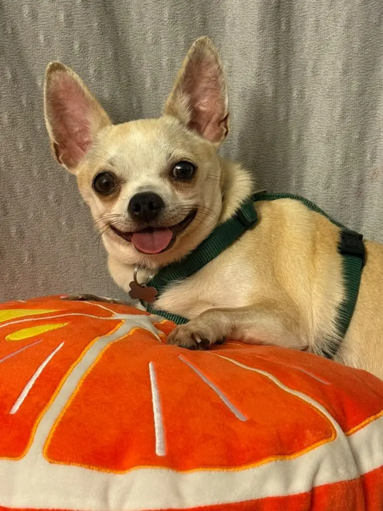 Cookie - Chihuahua - Bild 3