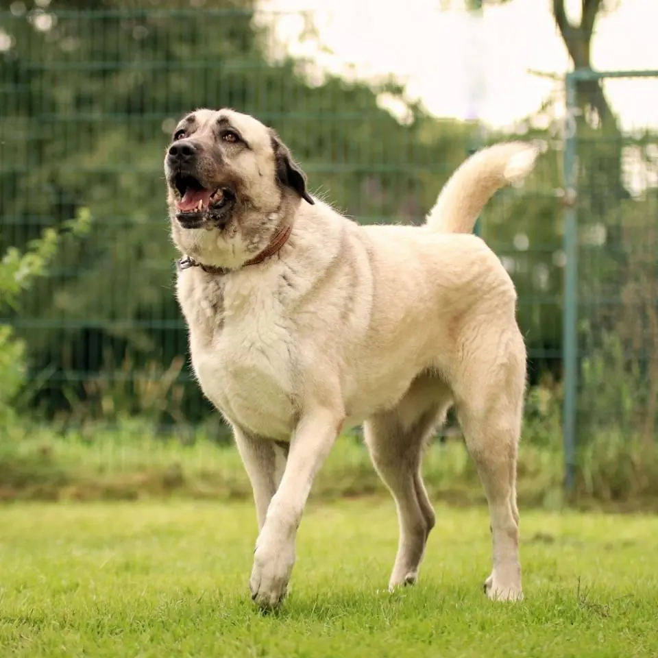 Fly - Kangal-Hirtenhund - Bild 1