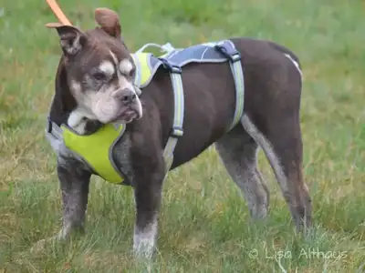 Mole – Hund – Bild 2