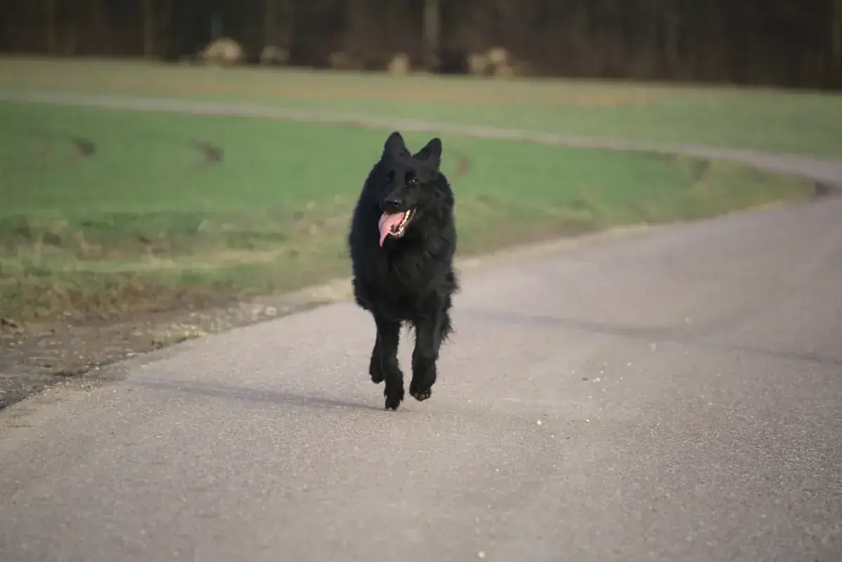 Filou - Deutscher Schäferhund - Bild 2