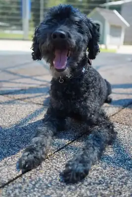 Blacky – Pudel – Bild 9