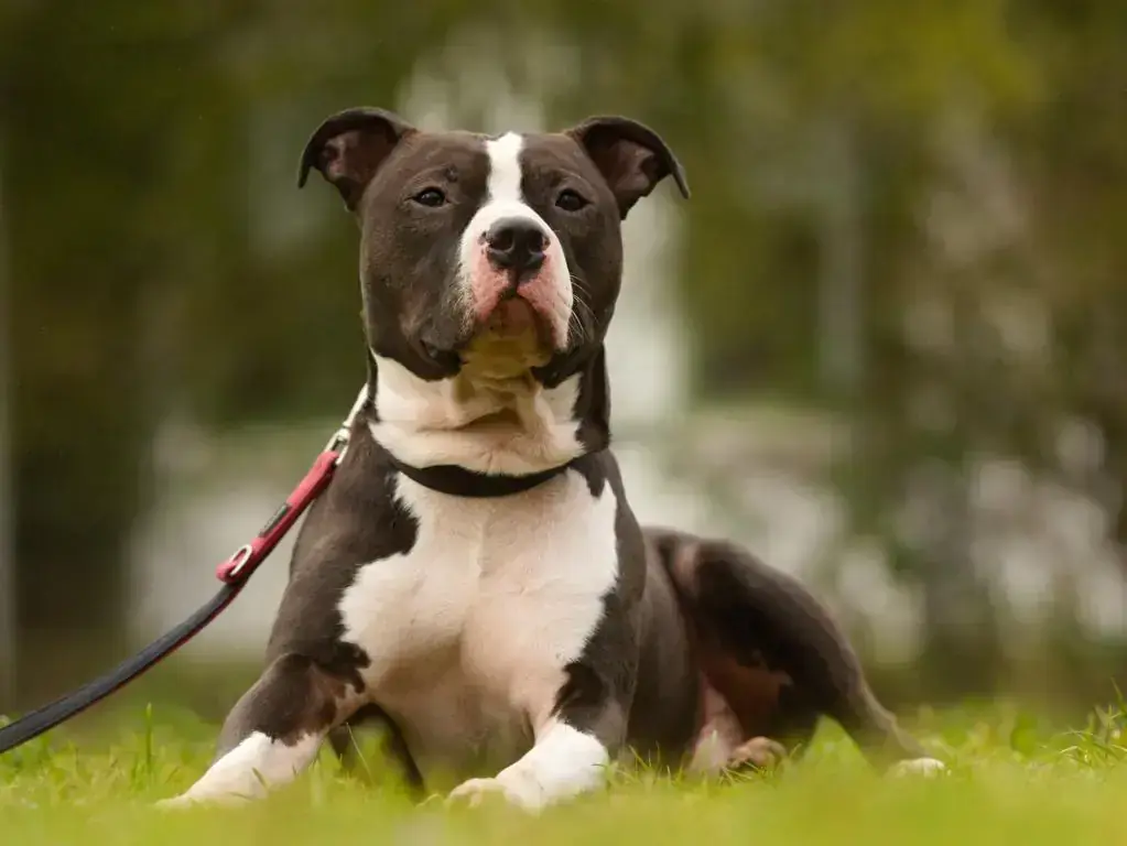 Ty - American Staffordshire Terrier - Bild 1