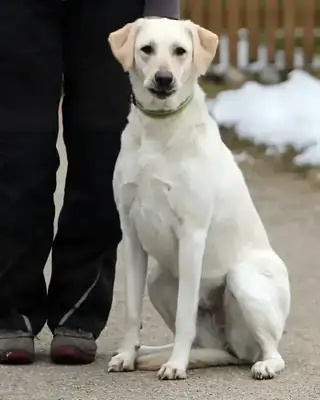 Nelly – Labrador Retriever – Bild 4