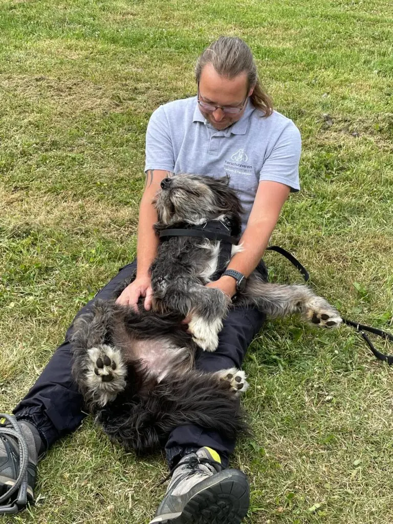 Bailey - Ciobănesc Românesc Mioritic - Bild 6