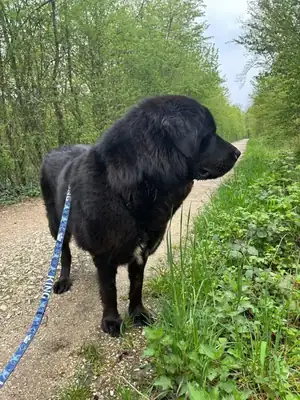 Bona – Hund – Bild 4