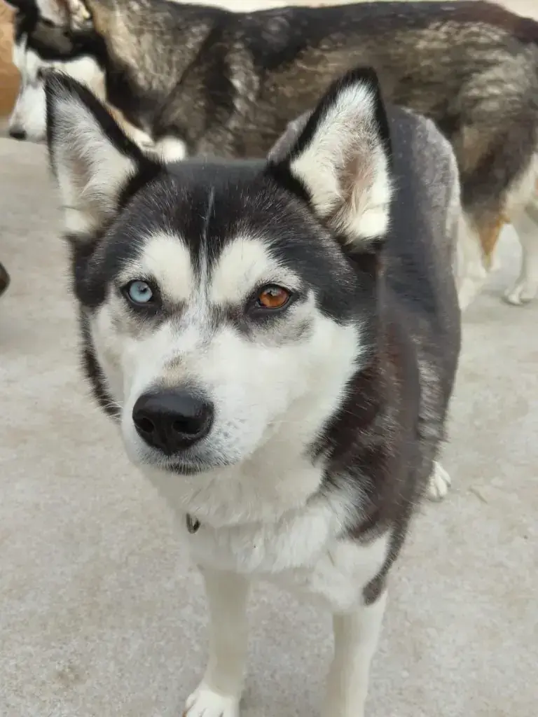 Tanuki – Siberian Husky – Bild 7