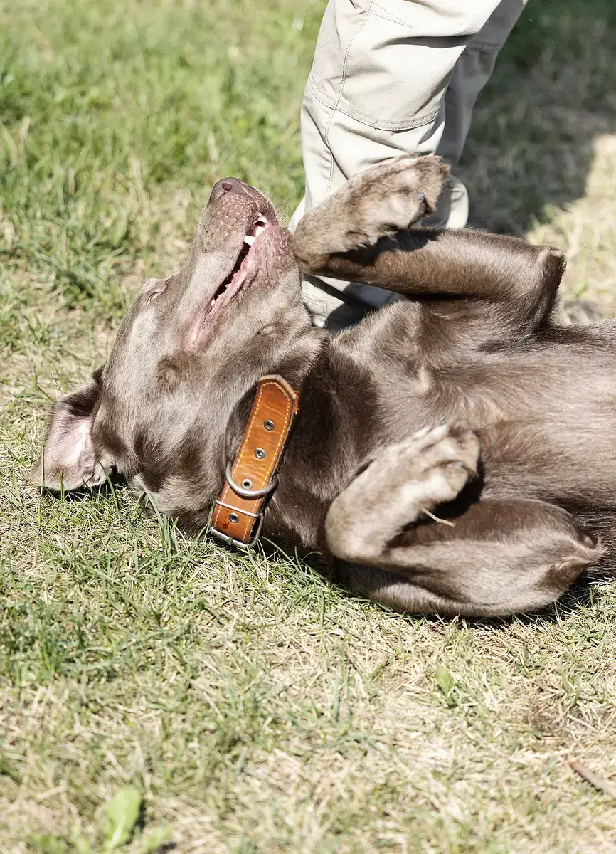 Miro - Labrador Retriever - Bild 6