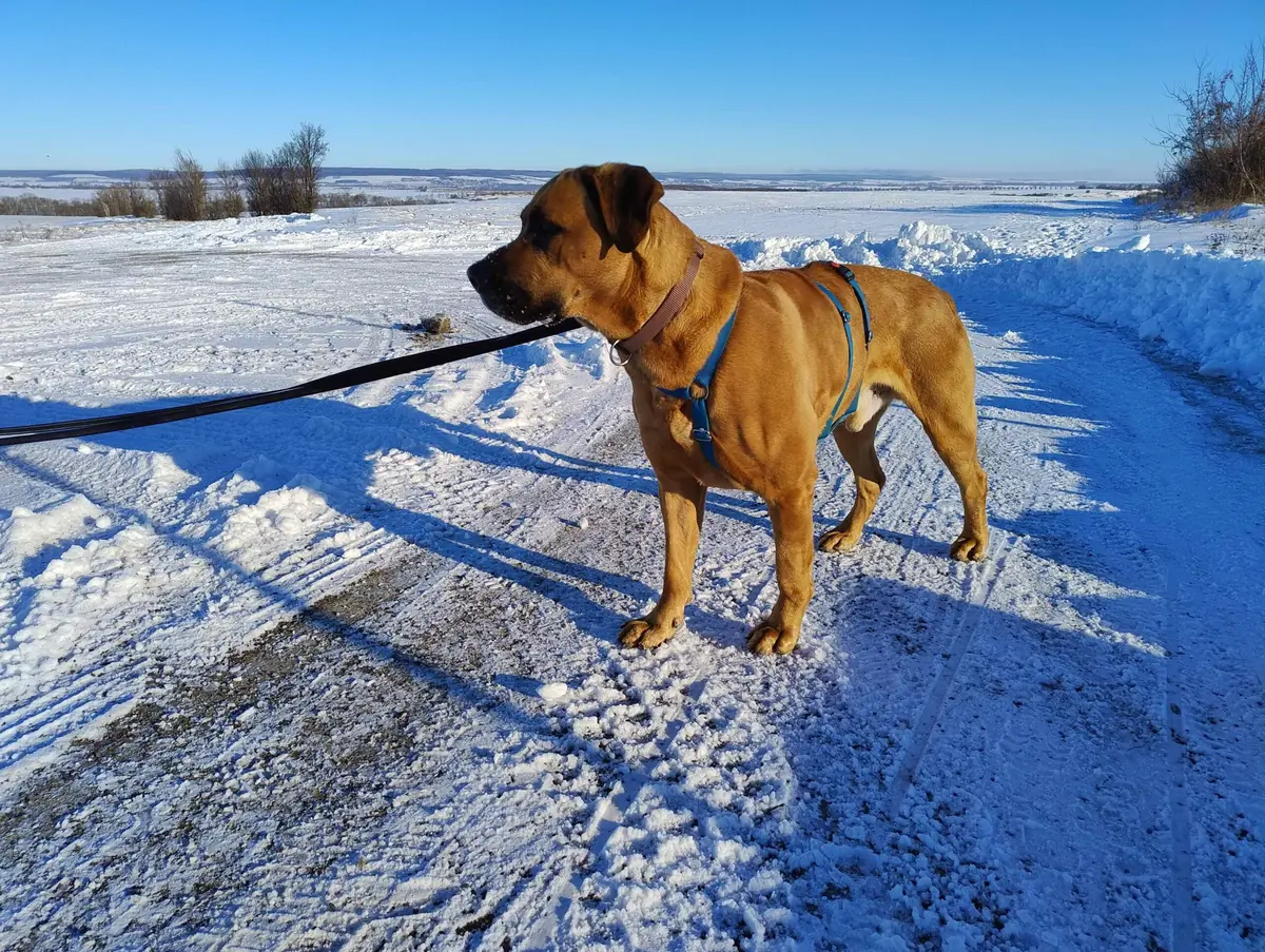 Balu - Deutscher Schäferhund - Bild 4