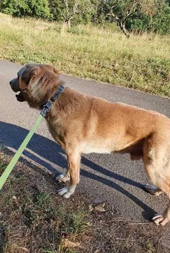 Leo -  - Bild 11