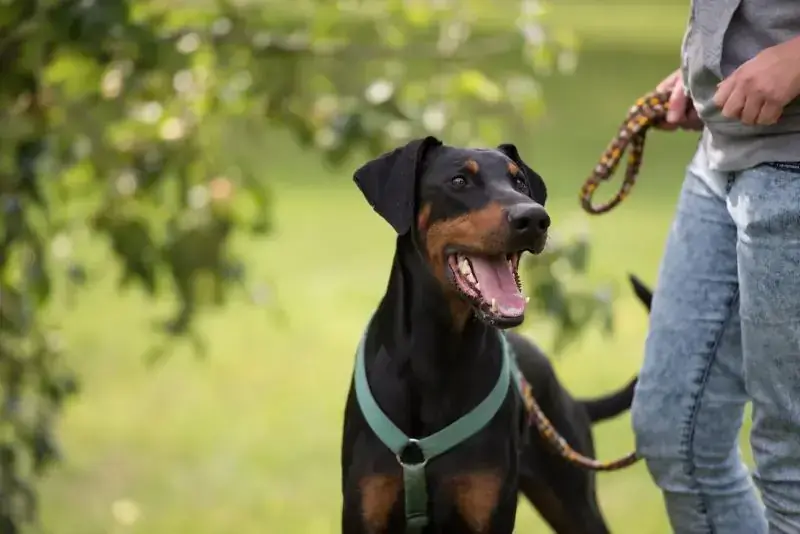 Hugo - Dobermann - Bild 3