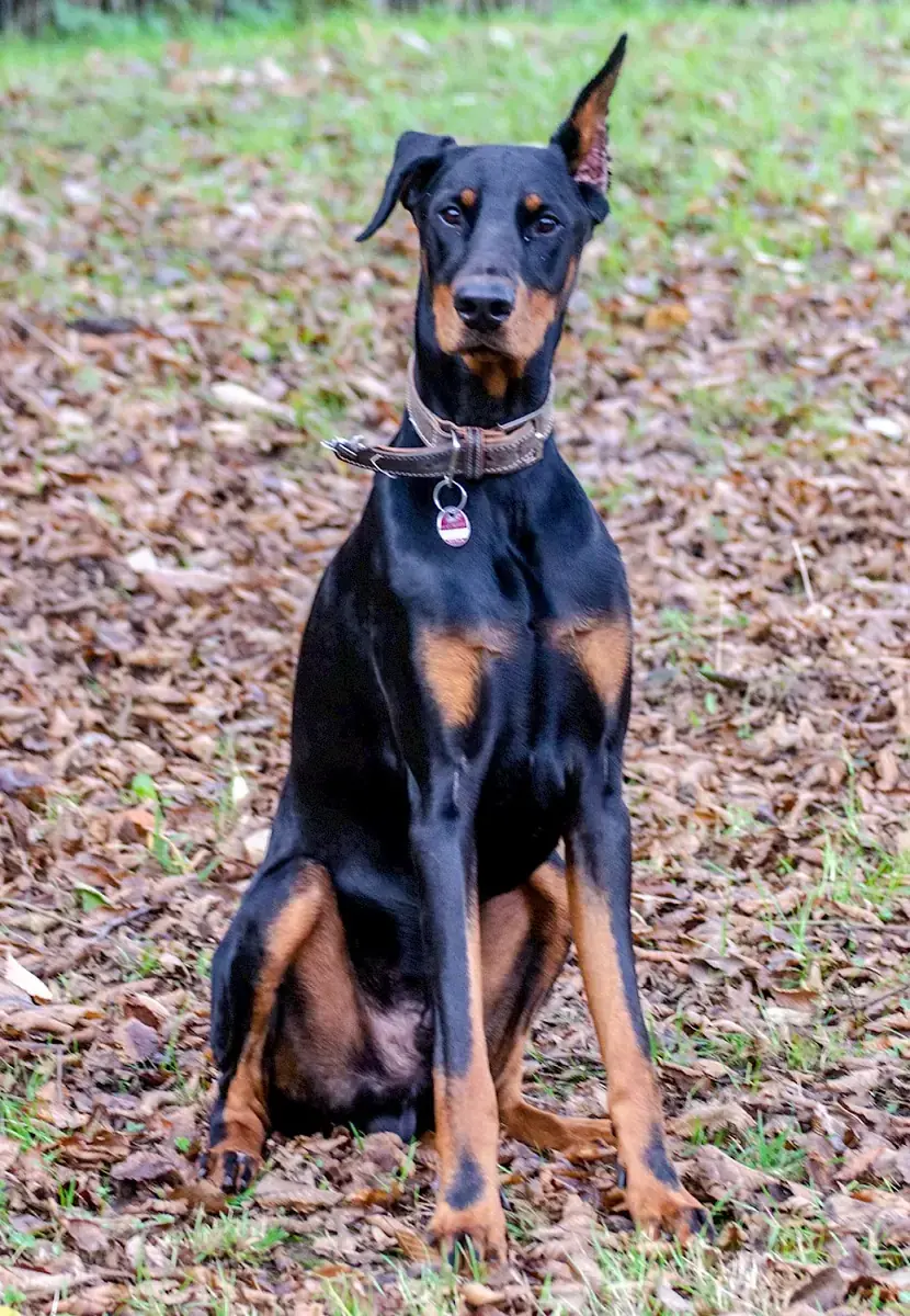 Ikarus - Dobermann - Bild 7
