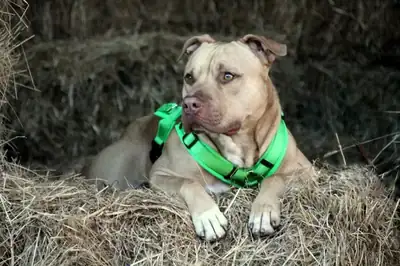 Ace – American Staffordshire Terrier – Bild 11